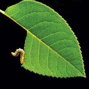 İşte en iyi National Geographic fotoğrafları. 5 doga 1