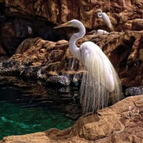 İşte en iyi National Geographic fotoğrafları. 6 doga 2